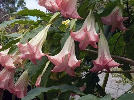 Brugmansia virág - Vetőmagtermesztés, tenyésztési és gondozása Brugmansia