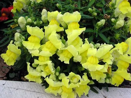 Snapdragon virág - ültetés és gondozás, fotók snapdragons, növekvő snapdragons magról;