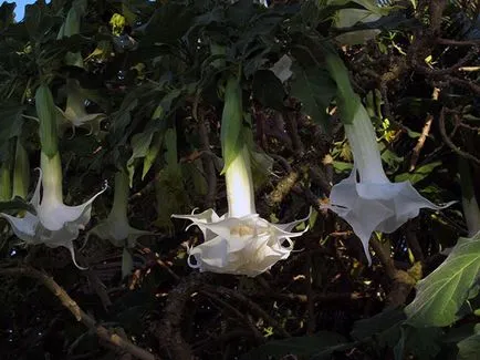 Brugmansia virág - Vetőmagtermesztés, tenyésztési és gondozása Brugmansia
