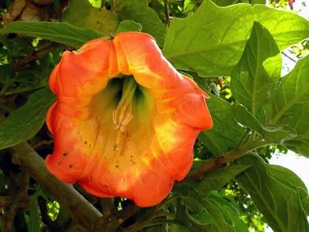 Brugmansia virág - Vetőmagtermesztés, tenyésztési és gondozása Brugmansia
