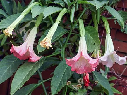 Brugmansia virág - Vetőmagtermesztés, tenyésztési és gondozása Brugmansia