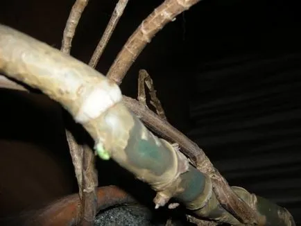Virág monstera (27 fotó) típusú növényekre, a szülőhelye ahol nő, virágzik a vágott lapok, öntözés, gondozás