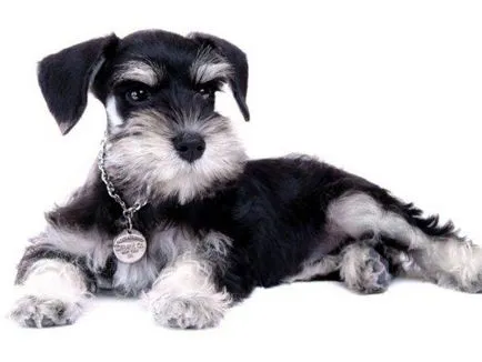 Törpe schnauzer kutya fotó, ár, fajta leírás, karakter, videó