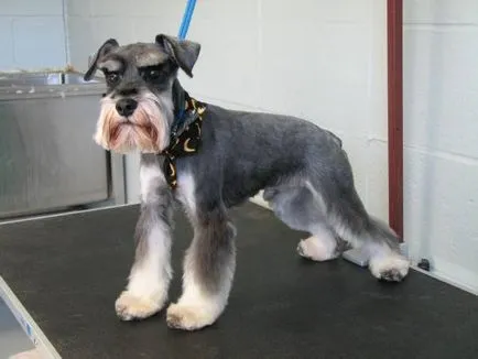Törpe schnauzer kutya fotó, ár, fajta leírás, karakter, videó