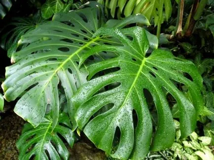 Virág monstera szülőhelye növények, fajok, képek, virágok, vágott lap, ahol a nő ferde, visszavonás (növények) Virág monstera szülőhelye növények, fajok, képek, virágok, vágott lap, ahol a nő ferde, gondoskodás