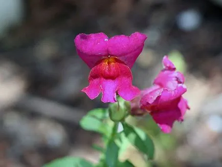 Snapdragon virág - ültetés és gondozás, fotók snapdragons, növekvő snapdragons magról;