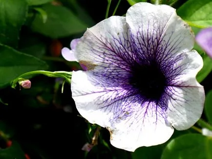 Petunia virág - Vetőmagtermesztés, petúnia fotó, gondozás és ültető, petúnia virágzás után