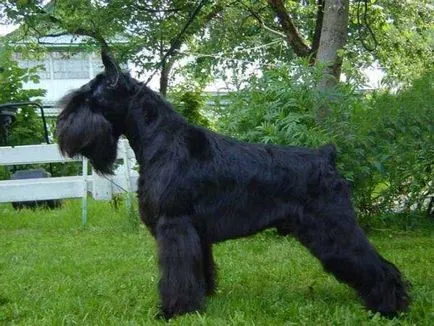 Törpe schnauzer kutya fotó, ár, fajta leírás, karakter, videó