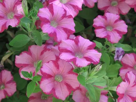 Petunia virág - Vetőmagtermesztés, petúnia fotó, gondozás és ültető, petúnia virágzás után