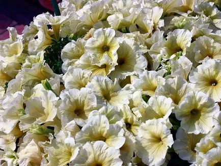 Petunia virág - Vetőmagtermesztés, petúnia fotó, gondozás és ültető, petúnia virágzás után