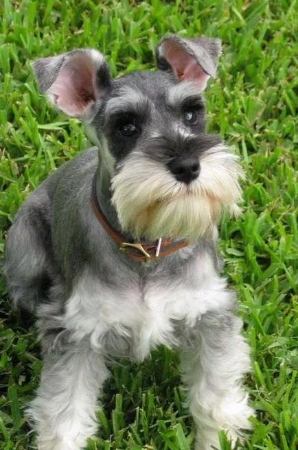 Törpe schnauzer Tulajdonos Vélemények