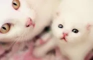 Първите котка ражданията