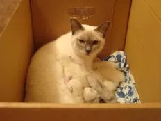 Първите котка ражданията