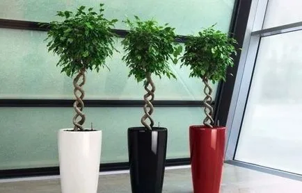 Пресаждането и възпроизвеждане на Ficus benjamina как да се у дома