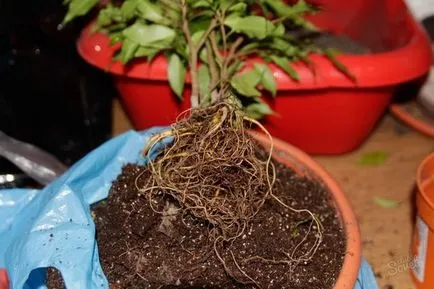 Пресаждането и възпроизвеждане на Ficus benjamina как да се у дома