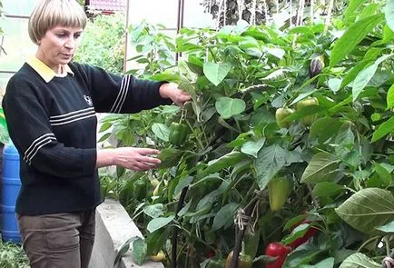 Пипер - засаждане и грижи в оранжерията, pasynkovanie като начин за увеличаване на добива (пипер засаждане и грижи парникови култивиране) на Pepper - засаждане и грижи в оранжерията, pasynkovanie като начин за увеличаване на добива