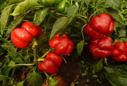 Pepper gogoshary описание