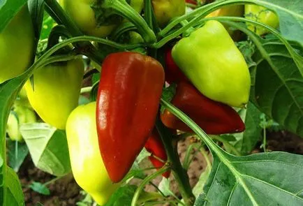 Pepper - засаждане и грижи в оранжерията, pasynkovanie като начин за увеличаване на реколтата (засаждане) Pepper - засаждане и грижи в оранжерията, pasynkovanie като начин за увеличаване на добива