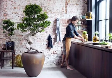 Пресаждането и възпроизвеждане на Ficus benjamina как да се у дома
