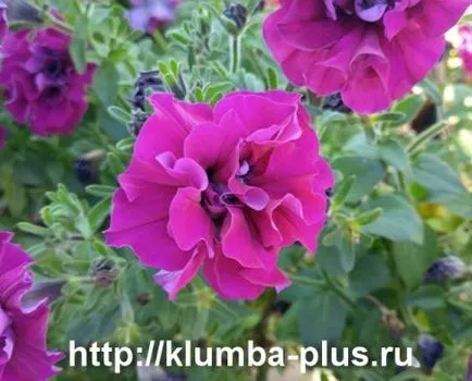Петуния - расте от семена