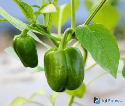 Pepper зелен сладък състав, калории, рецепти, обезщетения