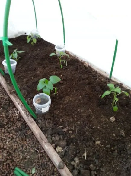 Peppers и патладжан в оранжерия как да се получи добра реколта