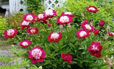 Божури (15 снимки) Какви са