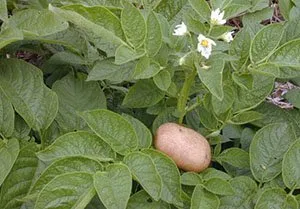 Защо не цъфтят картофи, както и дали културата, когато не цъфтят