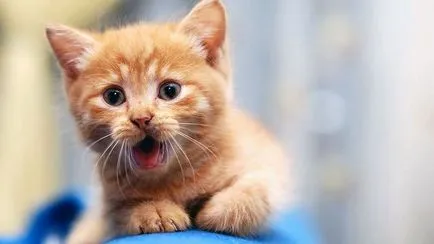Защо коте meows когато отидеш на баня блог ветеринари - belanta