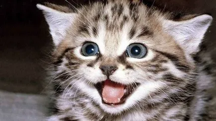 Защо коте meows когато отидеш на баня блог ветеринари - belanta