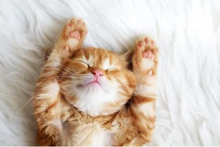 Защо котките мъркане - основните причини за мърка котки и подробно обяснение на всеки един от тях
