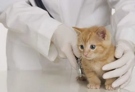Защо коте meows когато отидеш на баня блог ветеринари - belanta