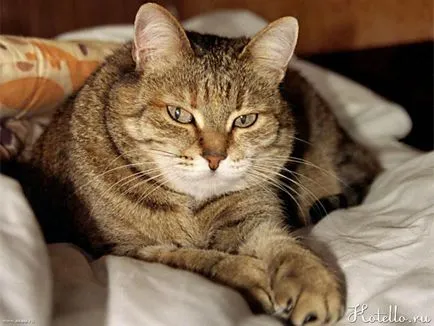 Пневмония при котките
