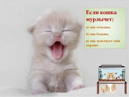 Защо котките мъркане - основните причини за мърка котки и подробно обяснение на всеки един от тях