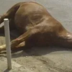 Защо кучето пие много вода