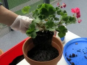 Защо здравец листа пожълтяват и изсъхват на причината и решението на проблема