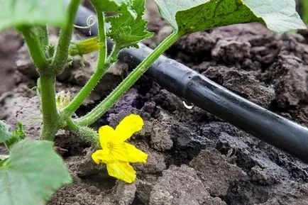 Защо жълт яйчник на краставици в оранжерията, какво да правя