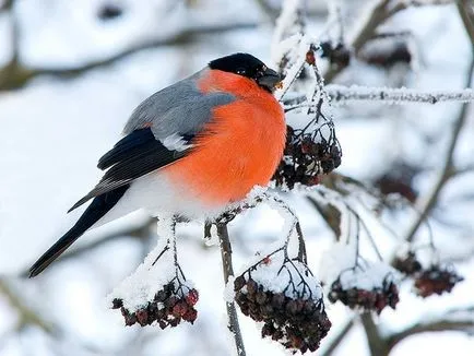 Защо bullfinches са станали рядкост в градовете
