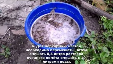 Торене на разсад на пипер, когато тя беше направено хранене технологии (обогатяването) Торене на разсад на пипер, когато тя беше направено хранене технология