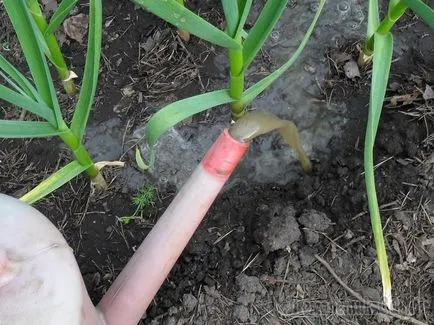Хранене за чесън