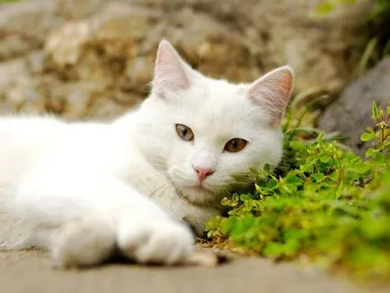 Смигащо снимка Cat