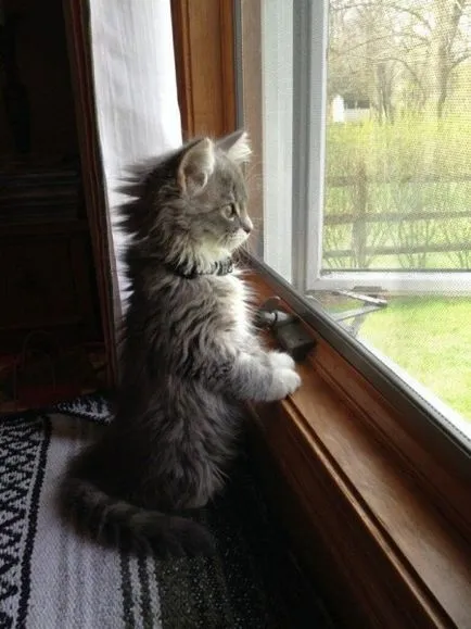 Смигащо снимка Cat