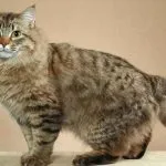 Порода на котка, без опашка снимка, име, не кръстословици 5 писма и отговори на често задавани въпроси за
