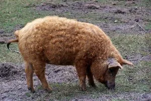 Всички прасета с описание и снимка име, тип и снимки на прасета
