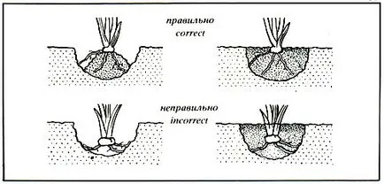 Засаждането пролетни ириси