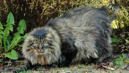 Порода домашна котка, като рис, в пискюли на ушите