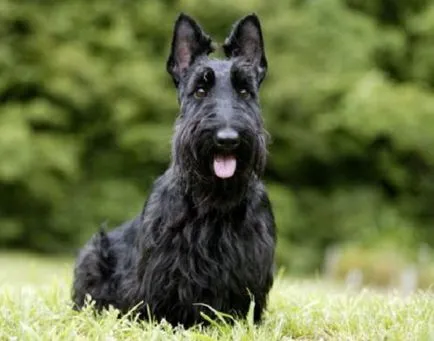 Породи кучета, които не хвърлят