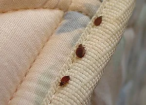Bed бъгове искали да се отърват от в собствения си дом