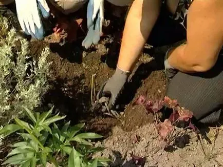 засаждане на дърветата правила божури в възпроизвеждане на предградията на снимки и видео от резници, семена и