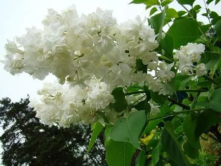 Засяване и грижи за Люляк